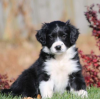 Photo №1. border collie - for sale in the city of Grygov | negotiated | Announcement № 97871
