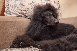 Additional photos: Great Black Poodle