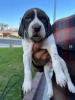 Photo №3. Baby German shorthaired pointer. Germany