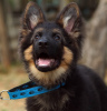 Additional photos: Beautiful dsh German Shepherd puppies.