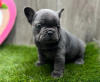 Photo №1. french bulldog - for sale in the city of Helsinki-Uusimaa | negotiated | Announcement № 37391