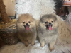 Additional photos: Pomeranian BOO pomeranians