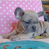 Photo №2 to announcement № 111113 for the sale of french bulldog - buy in United States private announcement, breeder