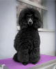 Photo №2 to announcement № 93603 for the sale of poodle (toy) - buy in Serbia 