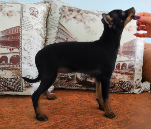 Additional photos: On sale puppies Russian toy terrier at a very nice price