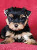 Photo №3. Yorkshire Terrier puppies. Lithuania
