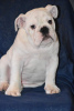 Additional photos: English Bulldog puppies