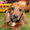 Photo №1. dachshund - for sale in the city of Iowa City | 400$ | Announcement № 111396