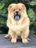 Additional photos: Chow Chow puppies for sale!