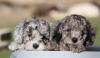 Photo №2 to announcement № 9903 for the sale of poodle (toy) - buy in Denmark 