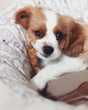 Photo №1. cavalier king charles spaniel - for sale in the city of Братислава | Is free | Announcement № 111330