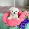 Photo №1. maltese dog - for sale in the city of Алмере | 371$ | Announcement № 107605