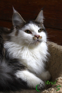 Photo №2 to announcement № 3459 for the sale of maine coon - buy in Russian Federation from nursery