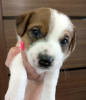 Photo №4. I will sell jack russell terrier in the city of Eagle. from nursery - price - 345$
