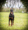 Photo №1. dobermann - for sale in the city of Belgrade | negotiated | Announcement № 121938