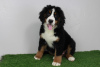 Photo №1. bernese mountain dog - for sale in the city of Helsinki | negotiated | Announcement № 108816