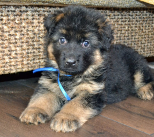 Photo №2 to announcement № 4251 for the sale of german shepherd - buy in Russian Federation private announcement