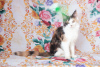 Photo №1. maine coon - for sale in the city of Ryazan | 240$ | Announcement № 7058