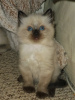 Photo №4. I will sell ragdoll in the city of Corres. private announcement, breeder - price - 370$