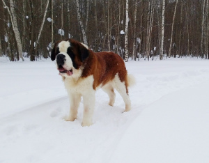 Additional photos: Proposed St. Bernard male for mating.