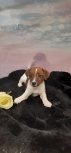 Additional photos: Puppy (female) Jack Russell Terrier
