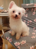 Photo №1. maltese dog - for sale in the city of Munich | 423$ | Announcement № 105363