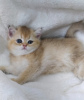 Photo №2 to announcement № 46624 for the sale of scottish fold - buy in Moldova from nursery, breeder