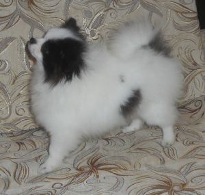 Photo №2 to announcement № 3226 for the sale of pomeranian - buy in Russian Federation from nursery