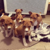 Photo №1. basenji - for sale in the city of Vilnius | negotiated | Announcement № 94412