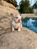 Photo №1. french bulldog - for sale in the city of Helsinki | 600$ | Announcement № 51131