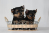 Photo №1. yorkshire terrier - for sale in the city of Minsk | 532$ | Announcement № 11271