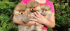 Photo №2 to announcement № 55796 for the sale of pomeranian - buy in Bosnia and Herzegovina private announcement
