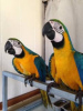 Photo №3. fully tame blue and gold macaw for sale. Saudi Arabia