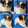 Photo №2 to announcement № 40301 for the sale of papillon dog - buy in Belarus private announcement