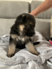 Photo №3. German Shepherd 3 girls are available for sale. United States