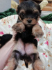 Additional photos: Yorkie/Kawaiiork puppies