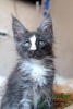 Photo №4. I will sell maine coon in the city of St. Petersburg. private announcement, from nursery, breeder - price - 456$