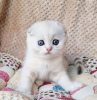 Photo №1. scottish fold - for sale in the city of Fort Myers | 350$ | Announcement № 100124