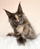 Photo №4. I will sell maine coon in the city of Colorado Springs. breeder - price - 300$