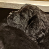 Photo №4. I will sell newfoundland dog in the city of Kharkov. private announcement - price - 355$