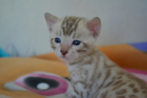 Photo №4. I will sell bengal cat in the city of Москва. from nursery - price - 330$