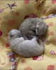 Photo №4. I will sell british shorthair in the city of Munich. private announcement, breeder - price - 269$