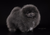 Photo №2 to announcement № 95851 for the sale of pomeranian - buy in Russian Federation from nursery