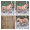 Photo №2 to announcement № 76011 for the sale of french bulldog - buy in Serbia 