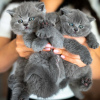 Photo №1. british shorthair - for sale in the city of Bern | negotiated | Announcement № 121745