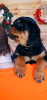 Photo №2 to announcement № 94033 for the sale of rottweiler - buy in Russian Federation private announcement