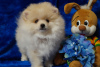 Photo №4. I will sell pomeranian in the city of Москва. breeder - price - 456$
