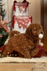 Photo №2 to announcement № 83670 for the sale of poodle (toy) - buy in Serbia breeder