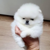 Photo №2 to announcement № 90967 for the sale of pomeranian - buy in Germany private announcement