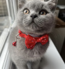 Photo №1. british shorthair - for sale in the city of Houston | 300$ | Announcement № 102164